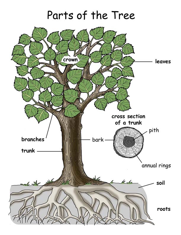 tree_parts_poster72
